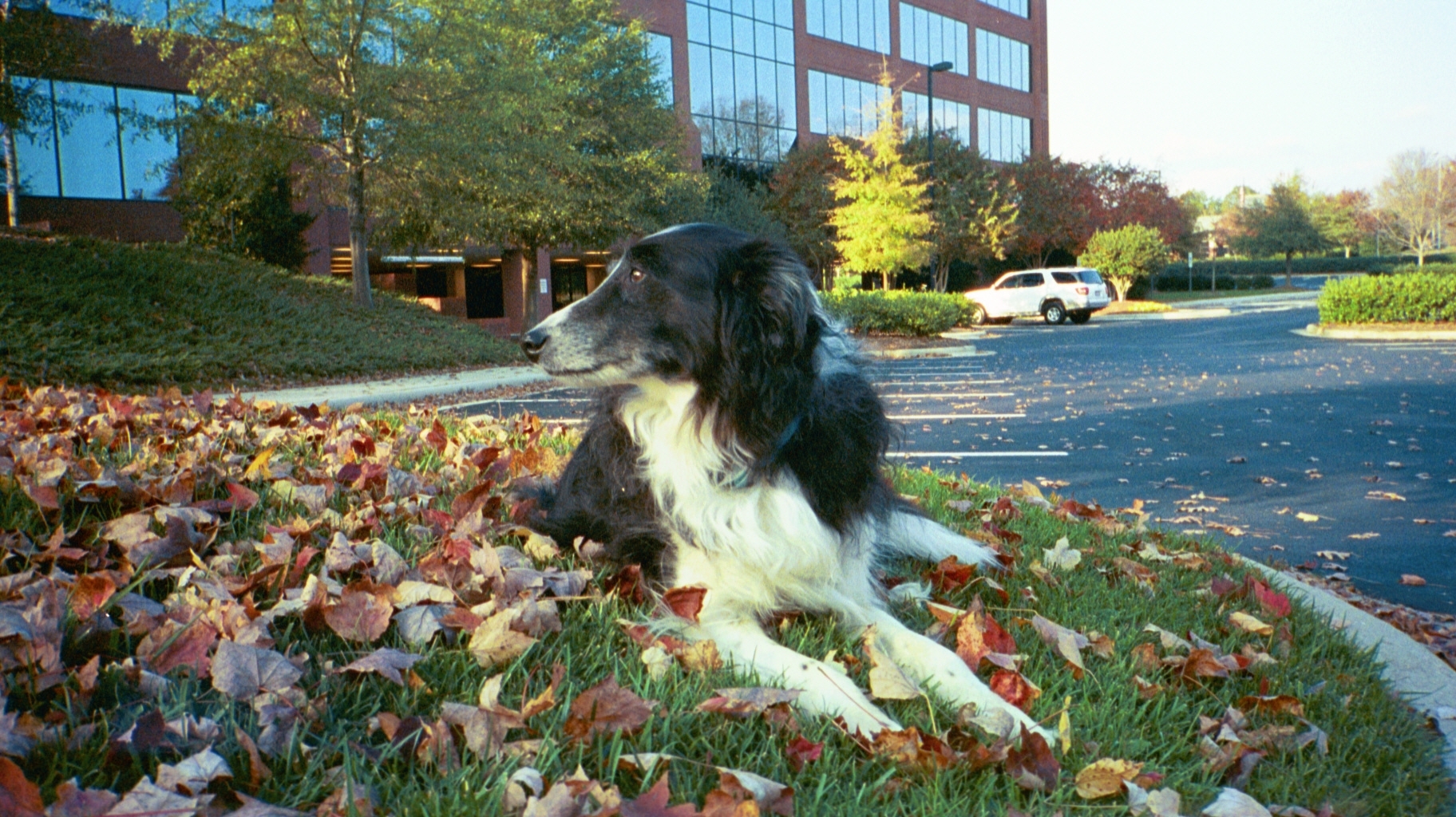 tigger looking in leaves