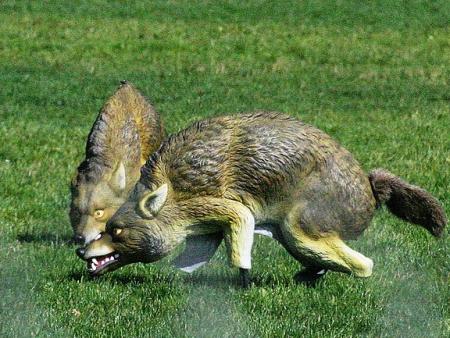 Coyote Fake
