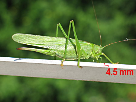 cricket